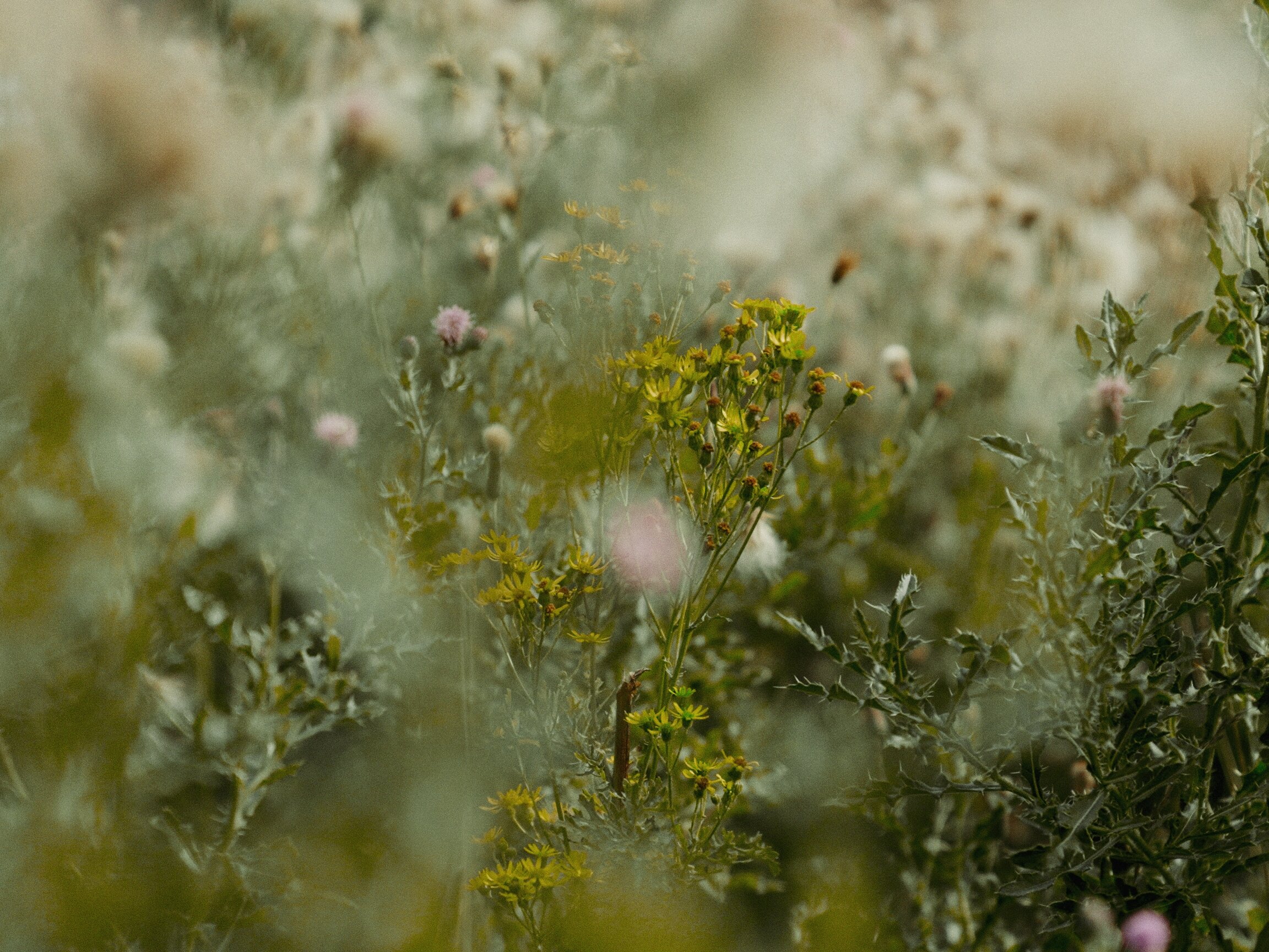 Wildflowers and cotton grass, atmosphere detail from the shoot