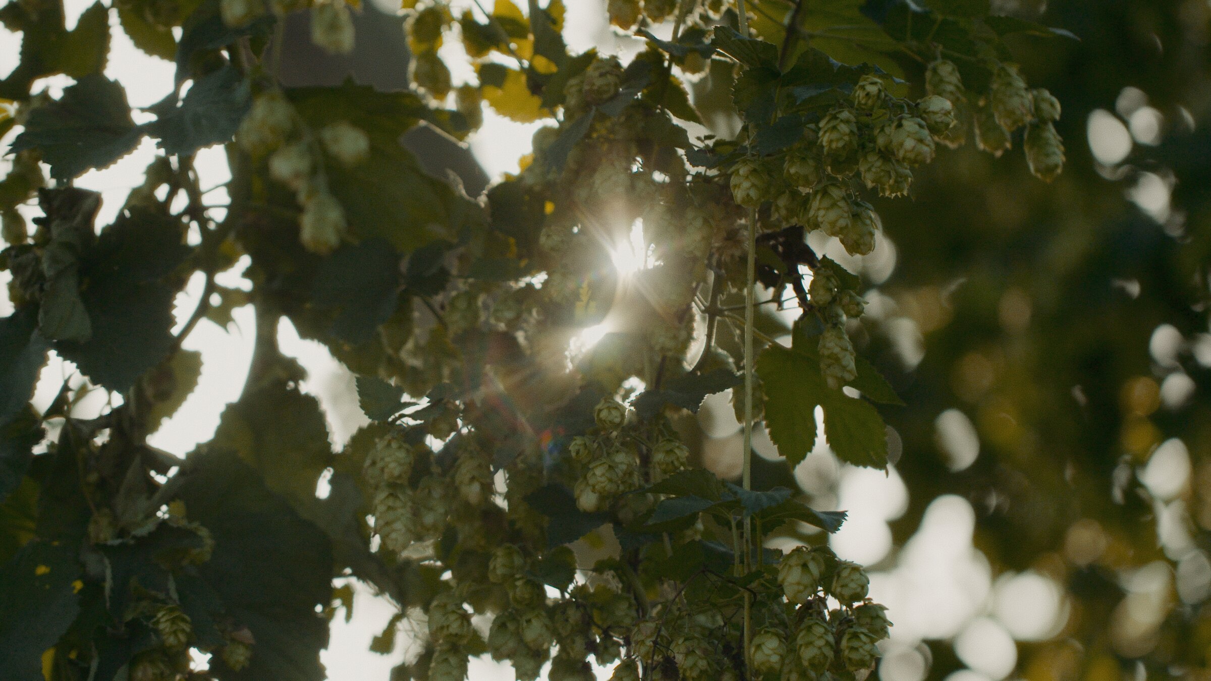 Hops on the vine, backlit sunlight