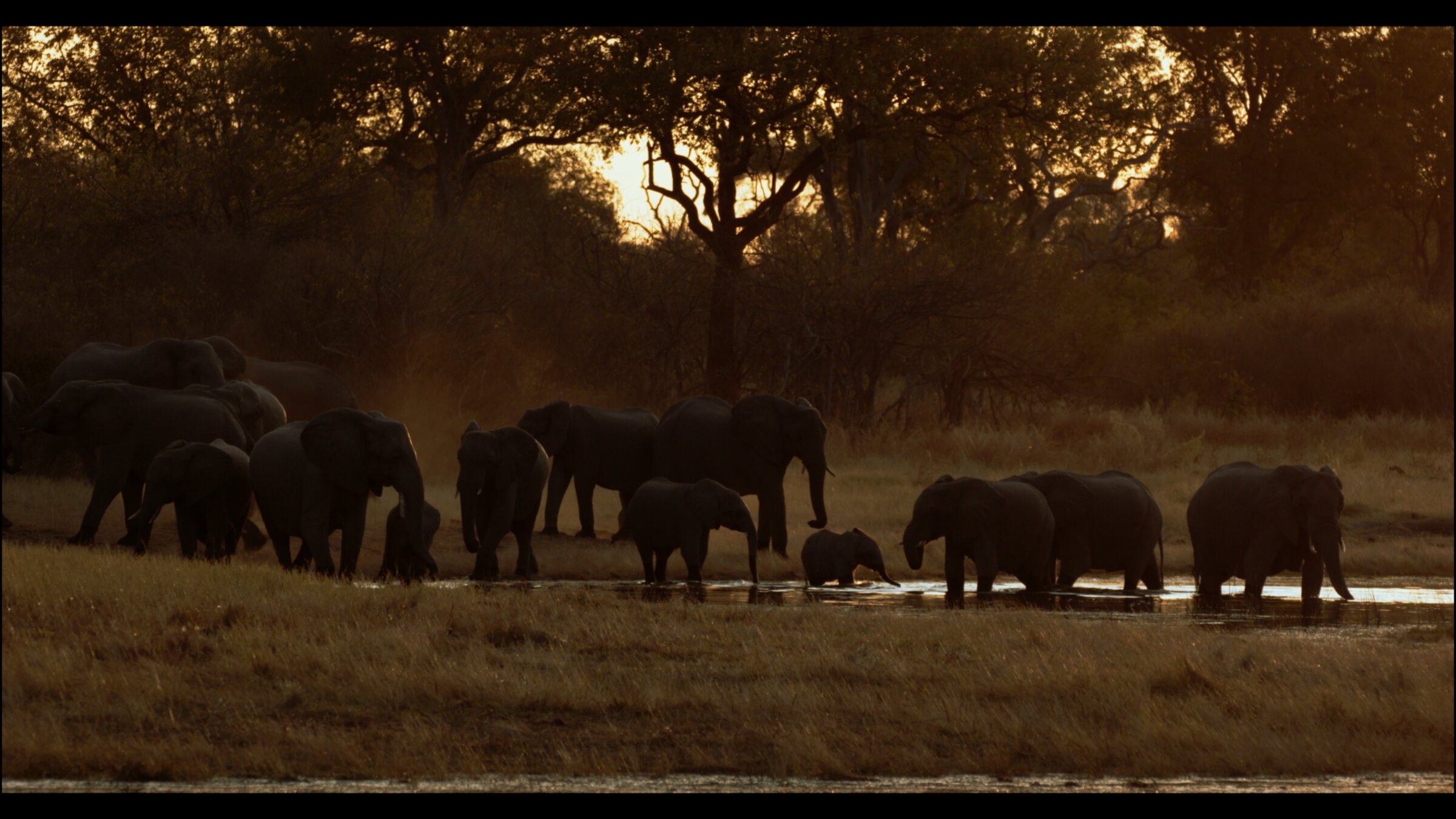 Baboon troop at the water's edge