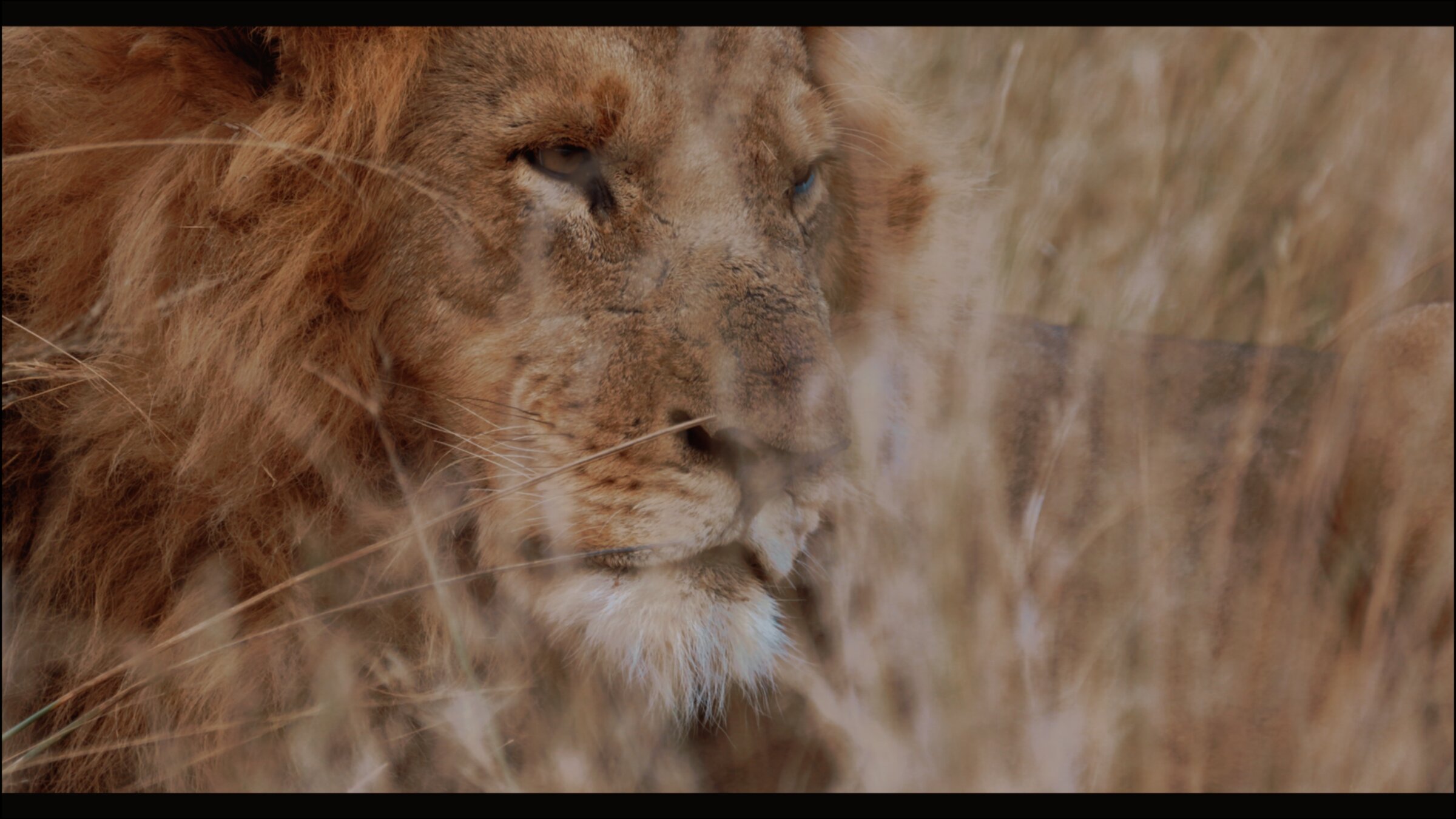 Close detail of a lion's face in tall grass