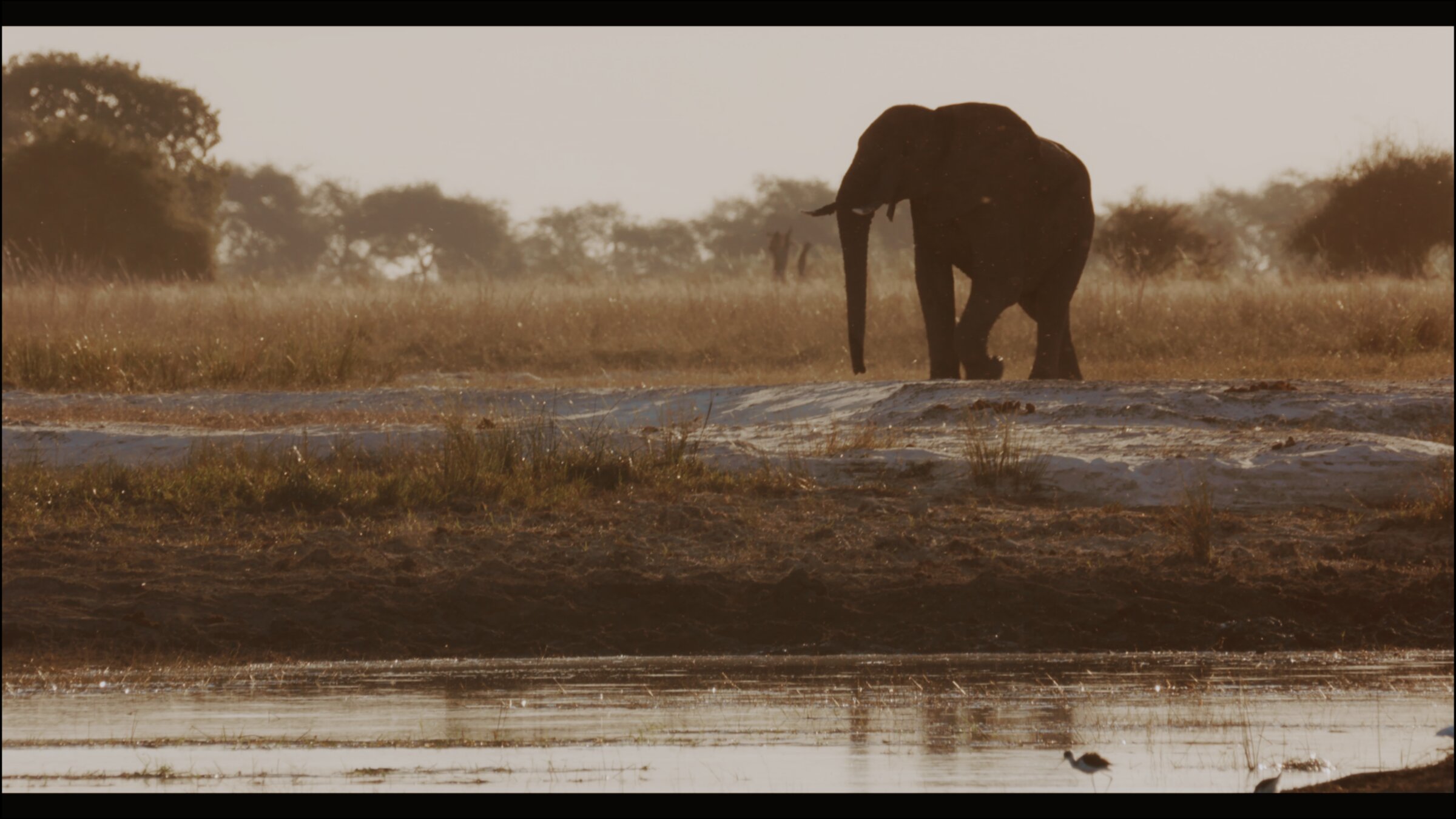 Elephant at the waterhole, sunset