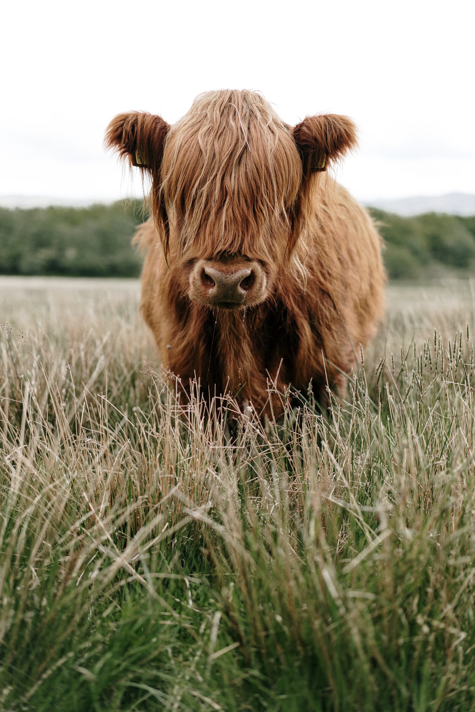 Highland cow portrait in a grass field