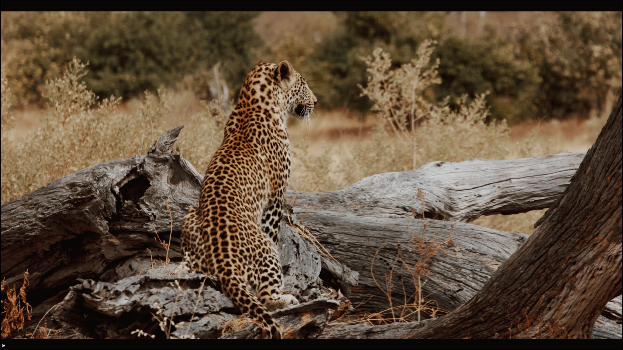Leopard on a fallen tree, alert