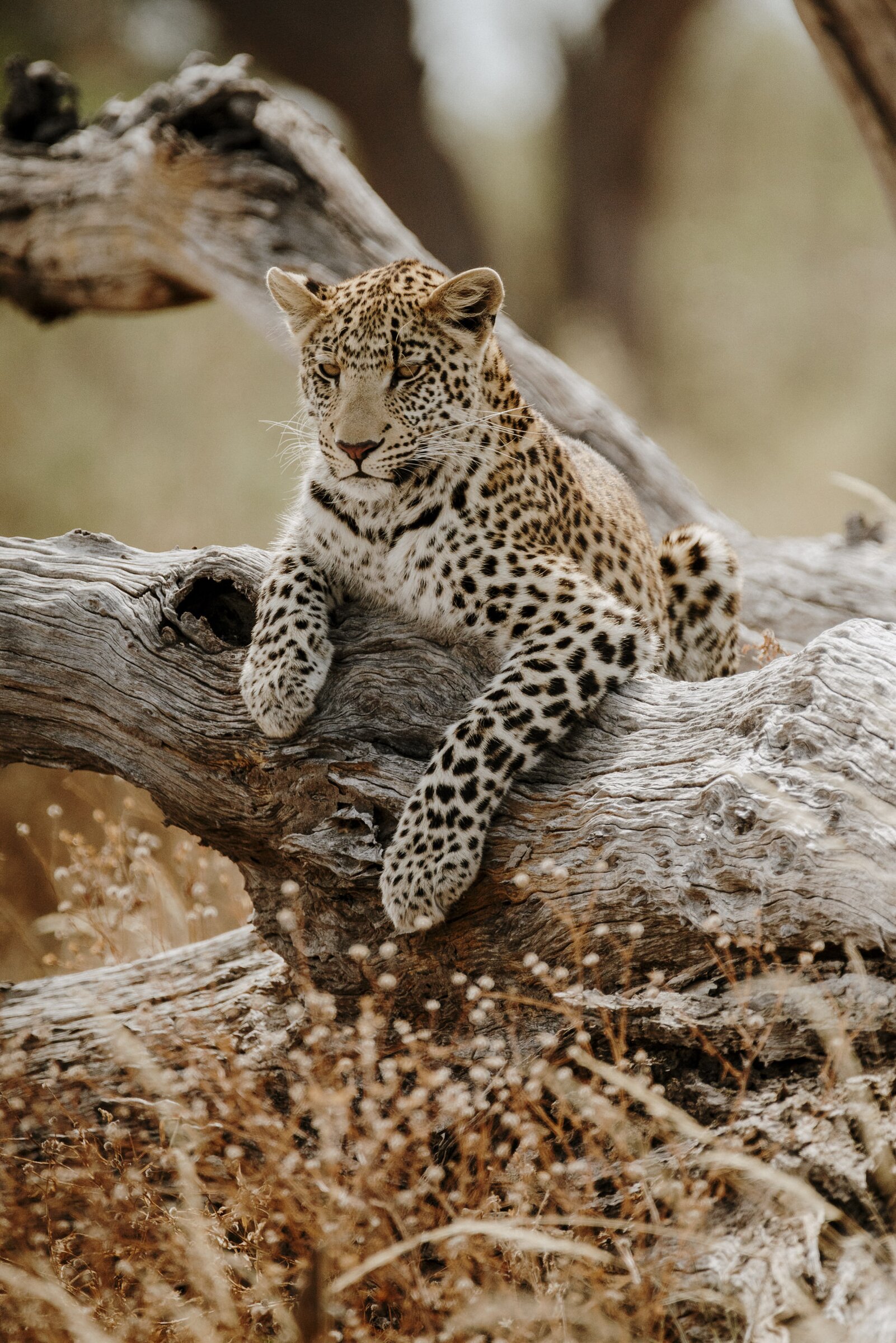 Leopard resting on a fallen tree