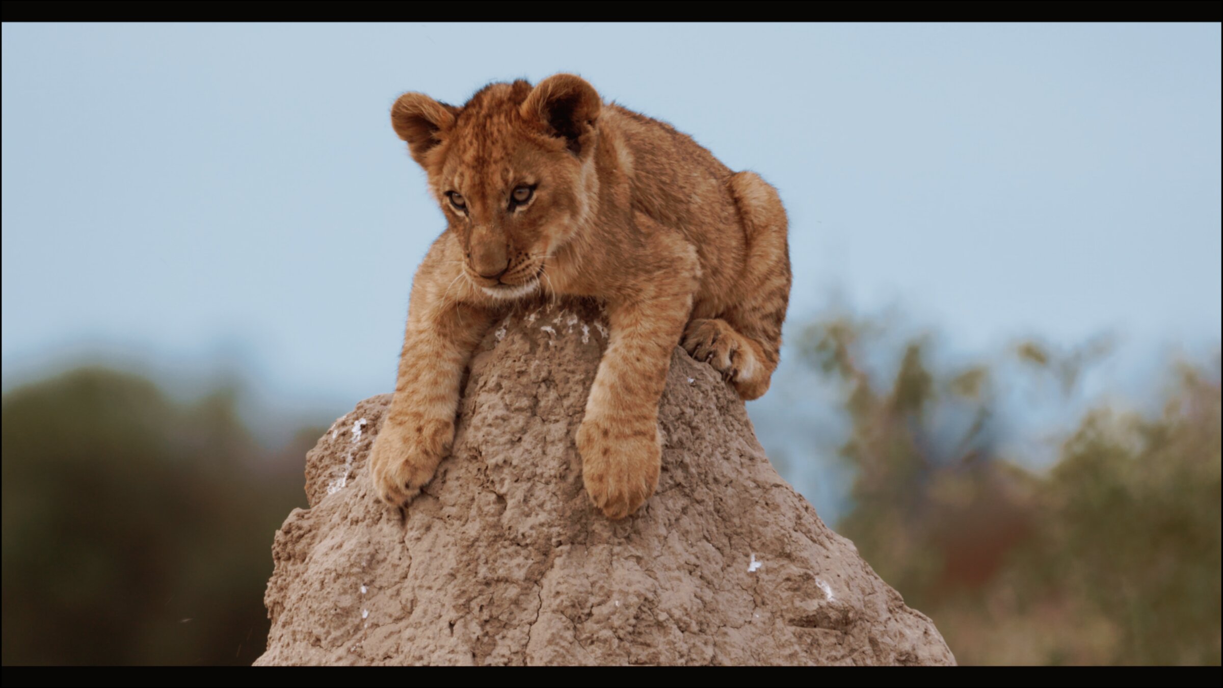 Lion cub on a termite mound