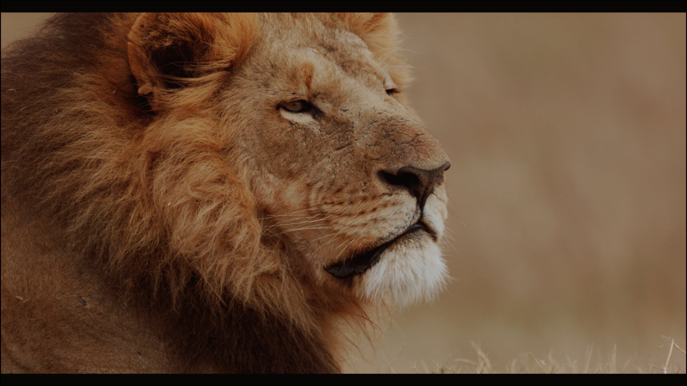 Lion pride resting in the shade