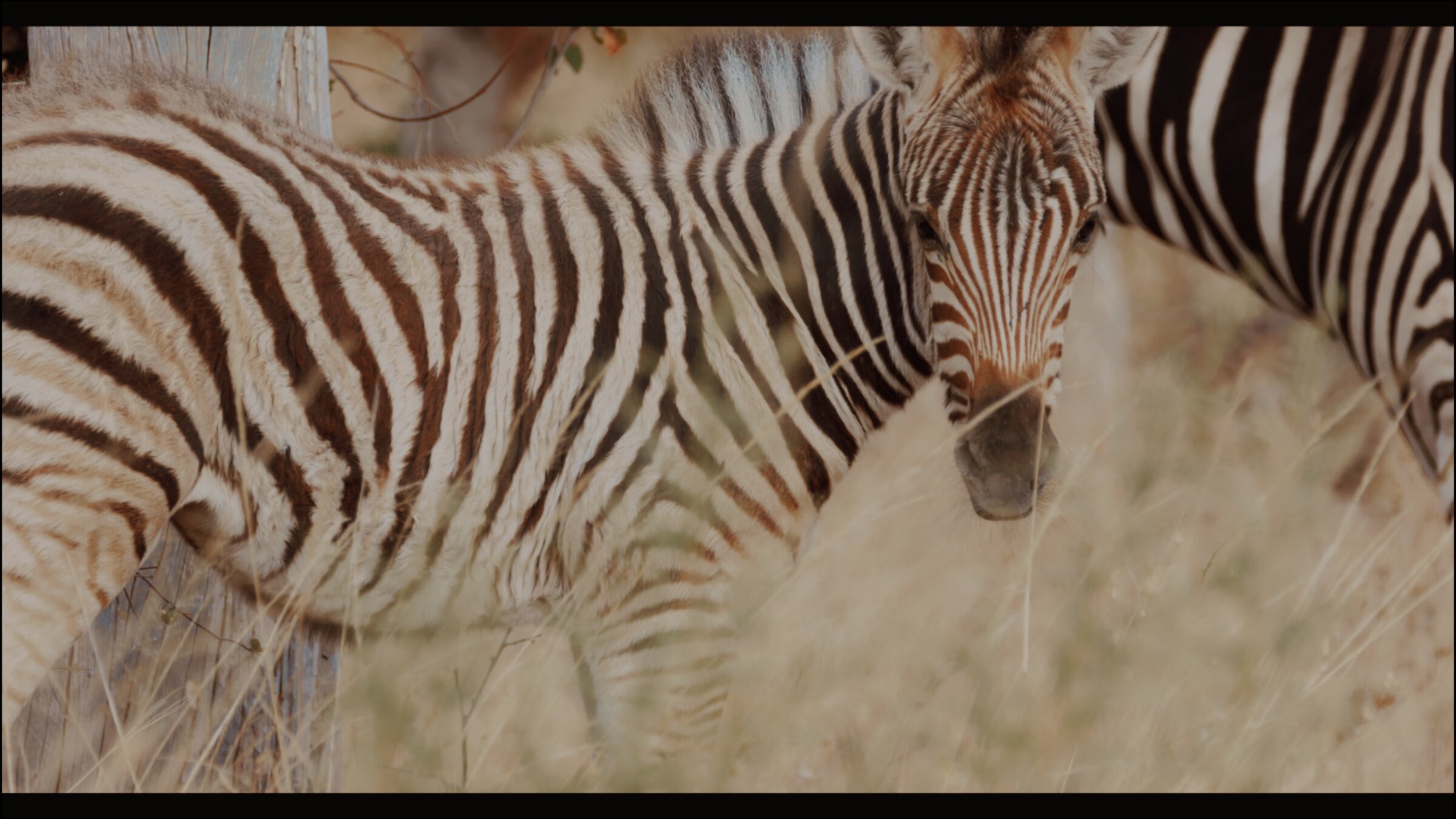 Zebra, close detail