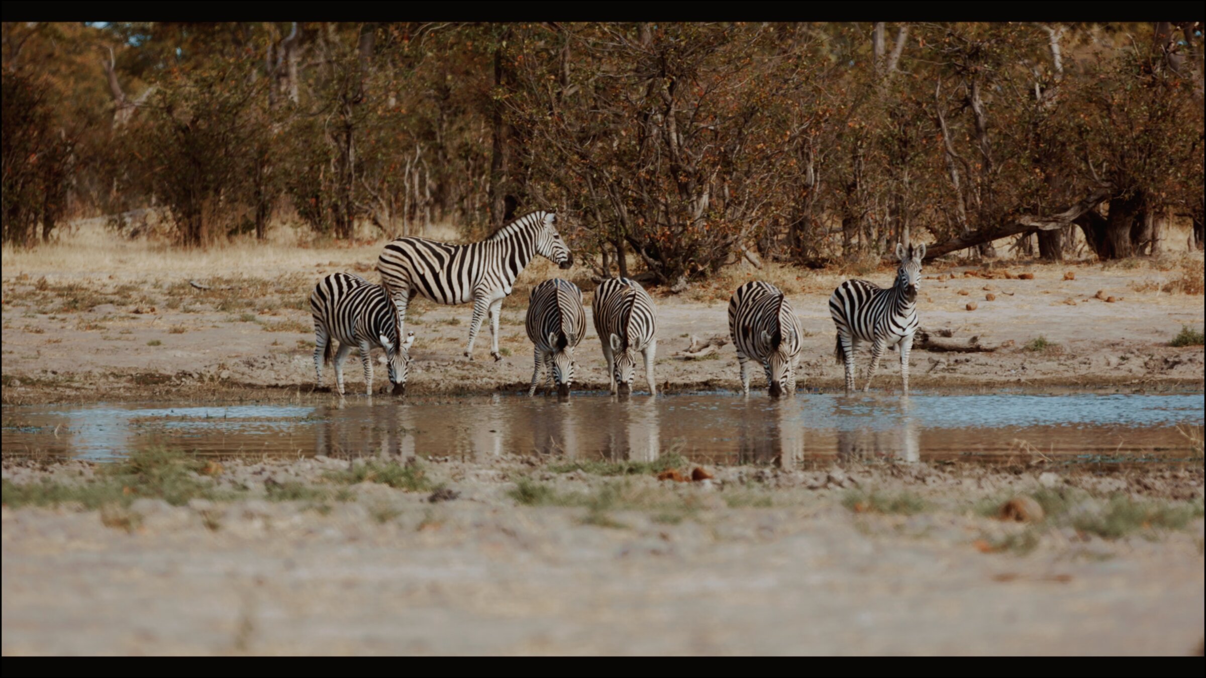 Zebra herd drinking at a waterhole